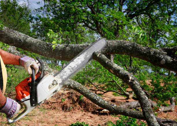 Best Tree Removal Cost  in Stamford, TX